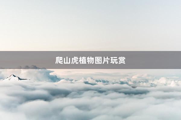 爬山虎植物图片玩赏